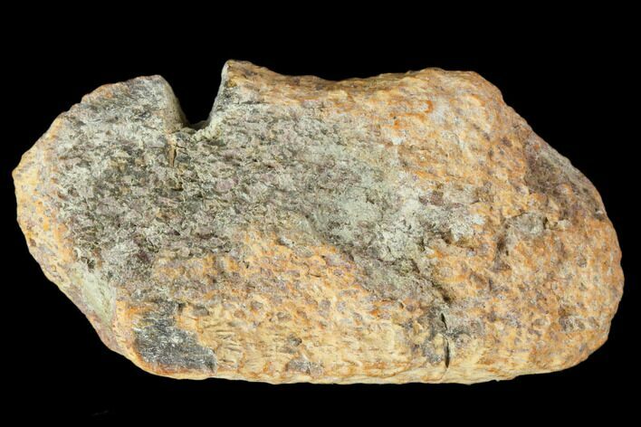 Achelousaurus Bone Fragment - Montana #103155